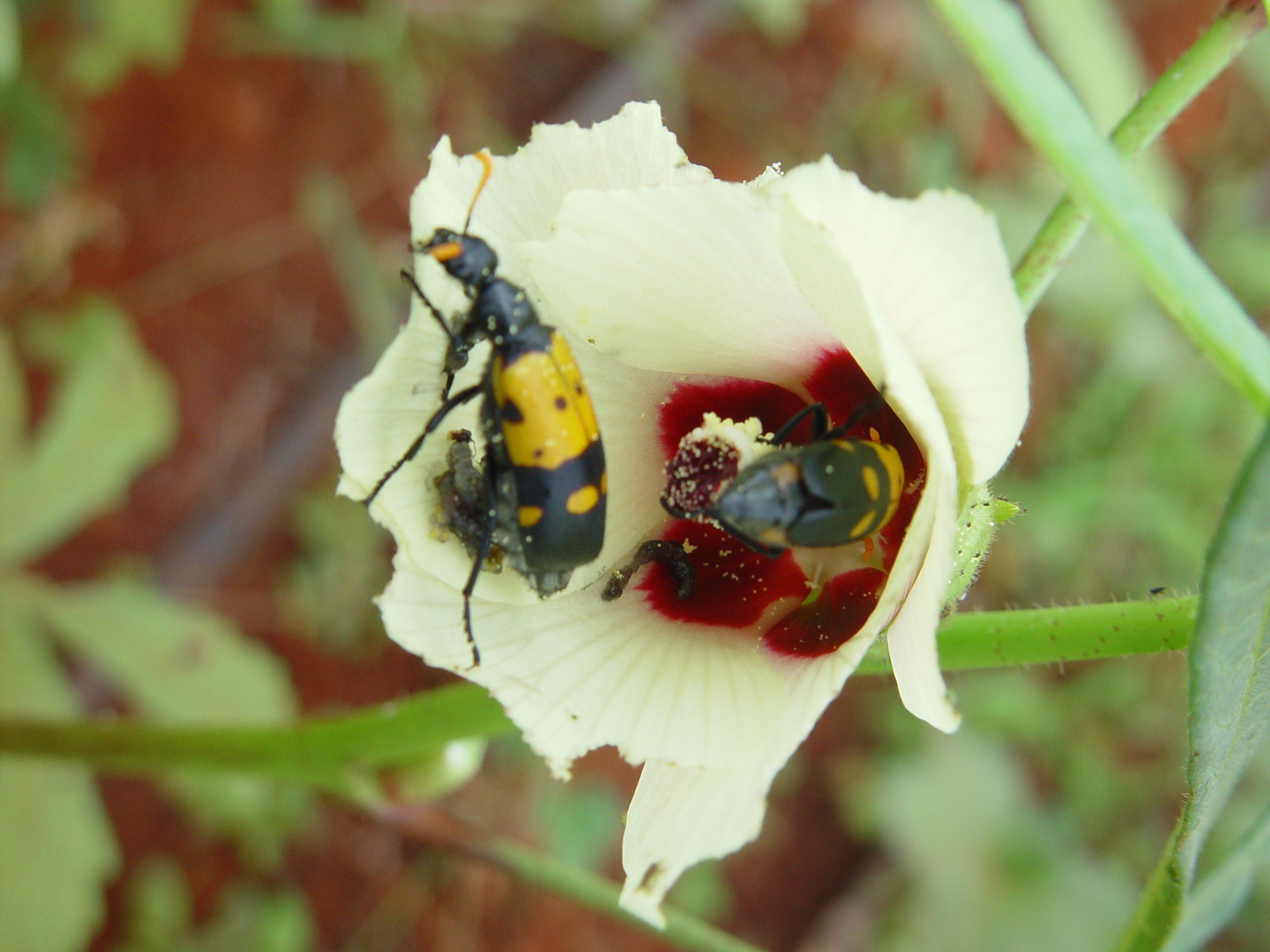 Flower or blister beetles Biovision Home.